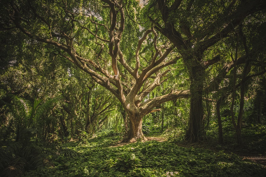 Découvrez les plus beaux arbres de la forêt de Brocéliande